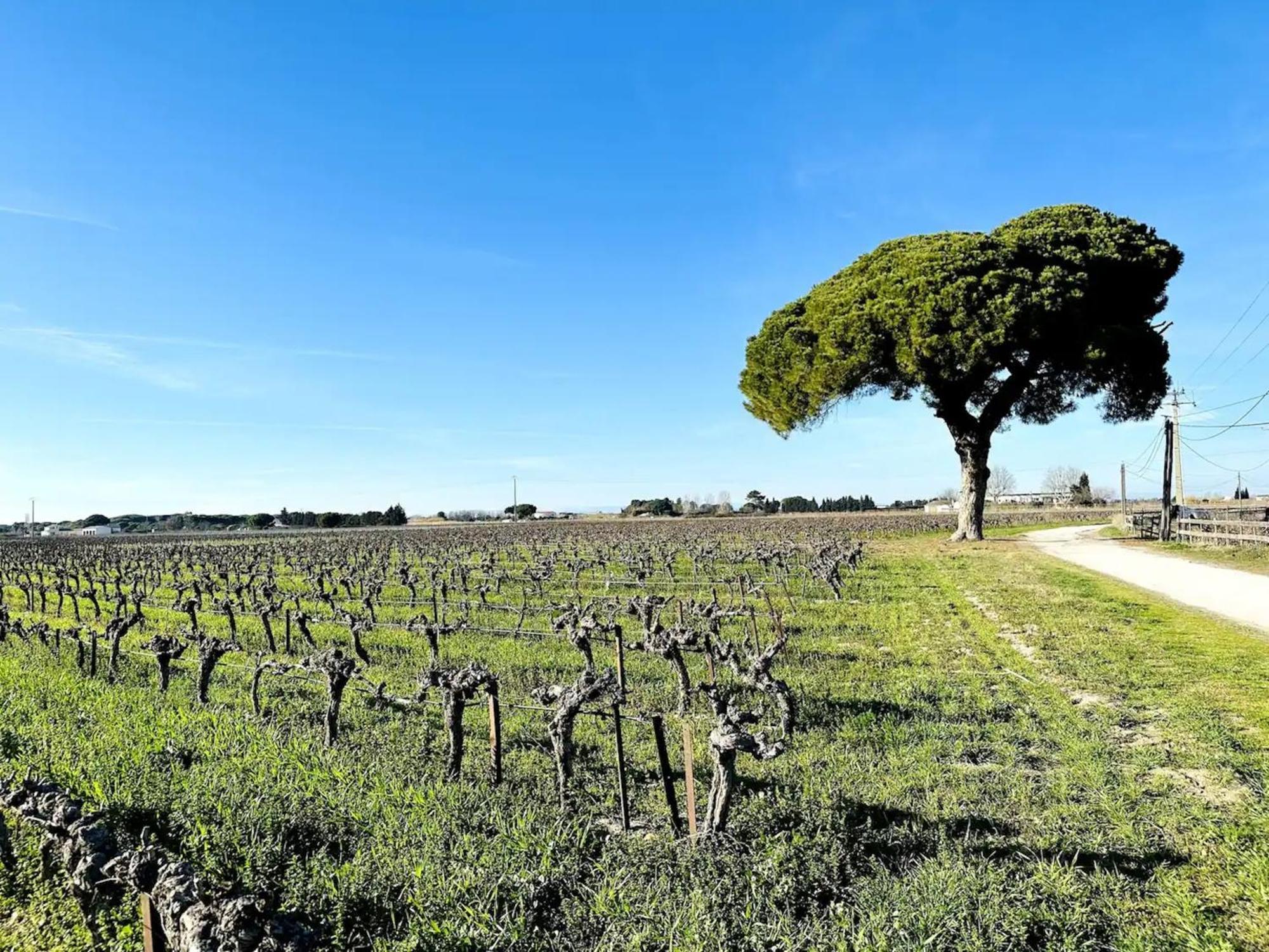 Les Appartements Du Mas - Emeraude Aigues-Mortes Dış mekan fotoğraf